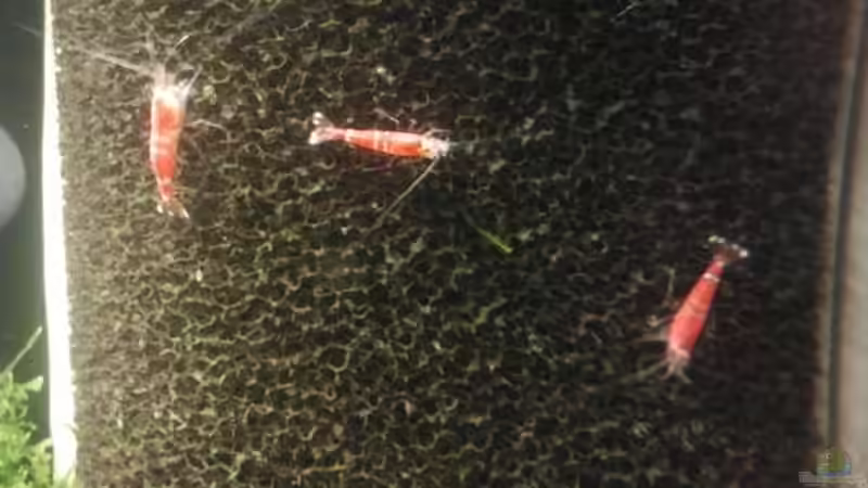 Besatz im Aquarium Crystal Red Home von Goldi 1977 (20)