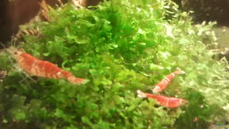 Besatz im Aquarium Crystal Red Home von Goldi 1977 (21)