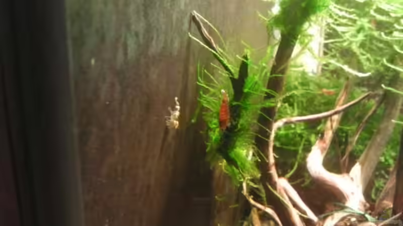 Besatz im Aquarium Crystal Red Home von Goldi 1977 (22)