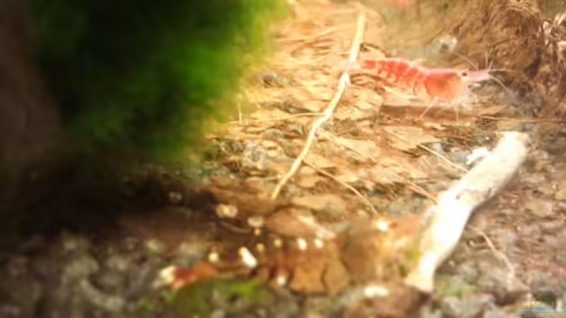 Besatz im Aquarium Crystal Red Home von Goldi 1977 (23)