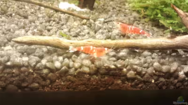 Besatz im Aquarium Crystal Red Home von Goldi 1977 (25)