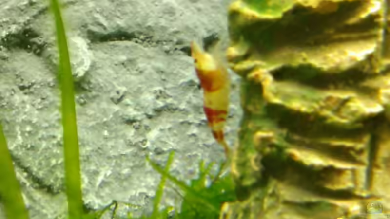 Besatz im Aquarium Crystal Red von wasserfloh (4)