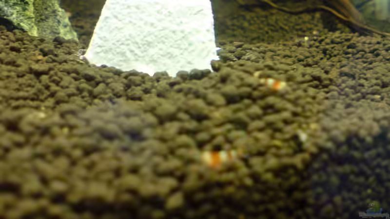 Besatz im Aquarium Crystal Red von wasserfloh (6)