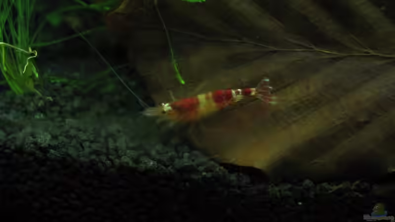 Besatz im Aquarium Crystal Reds von Marlone (11)