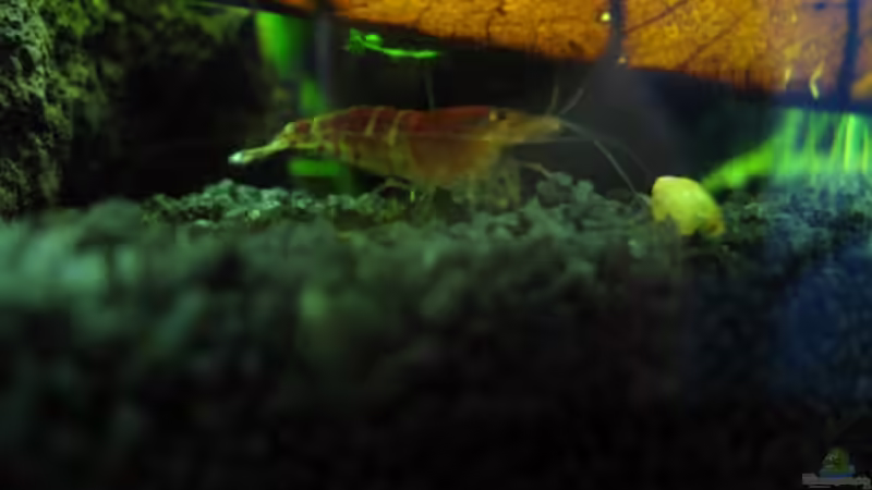 Besatz im Aquarium Crystal Reds von Marlone (9)