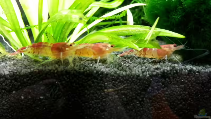 Besatz im Aquarium Cube.. das erste von Deladriel (8)