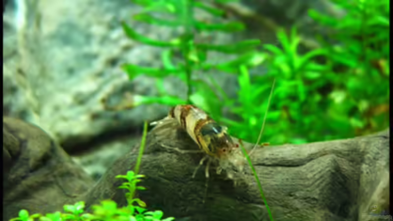 Besatz im Aquarium Cube 10l von schlagsahne (2)