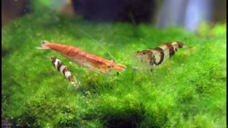 Besatz im Aquarium Cube 10l von schlagsahne (3)