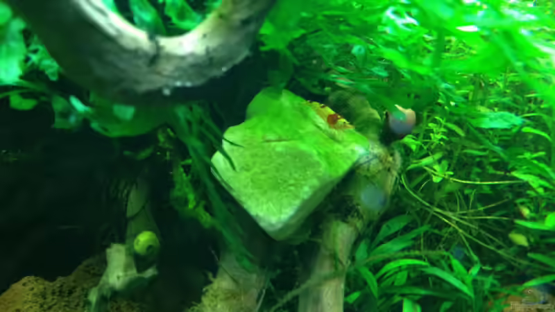 Besatz im Aquarium Cube 60 von Walde (127)