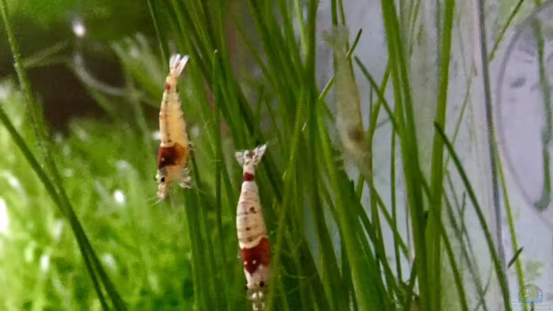 Besatz im Aquarium Cube60 von Tom81 (22)