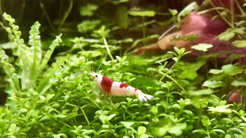 Besatz im Aquarium Cube60 von Tom81 (23)