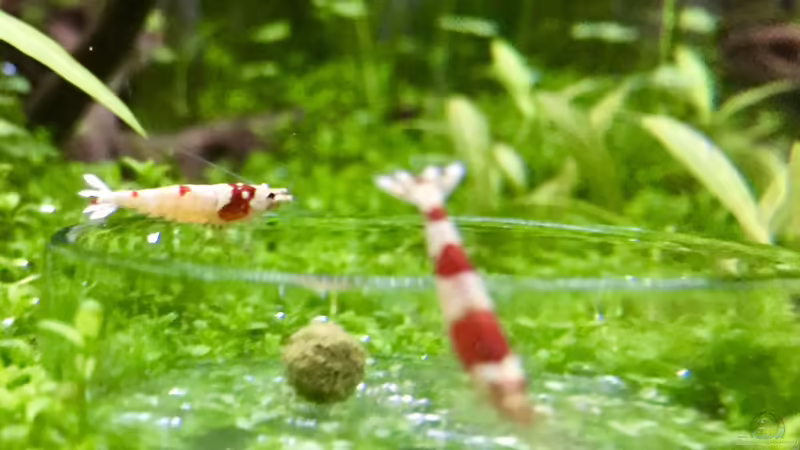 Besatz im Aquarium Cube60 von Tom81 (25)