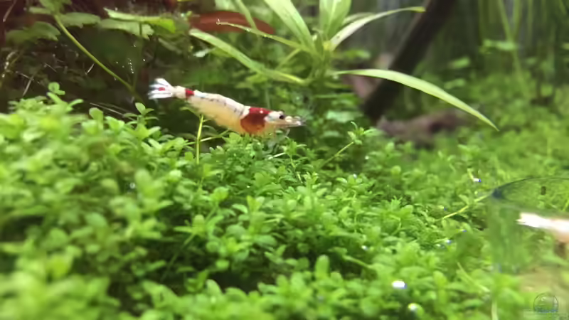 Besatz im Aquarium Cube60 von Tom81 (30)