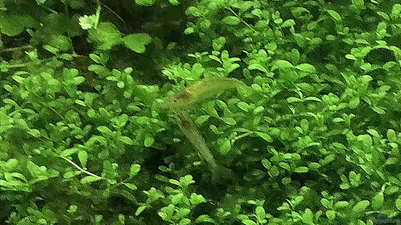 Besatz im Aquarium Cube60 von Tom81 (31)