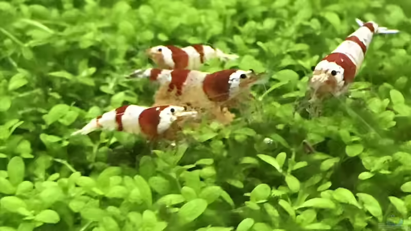 Besatz im Aquarium Cube60 von Tom81 (33)