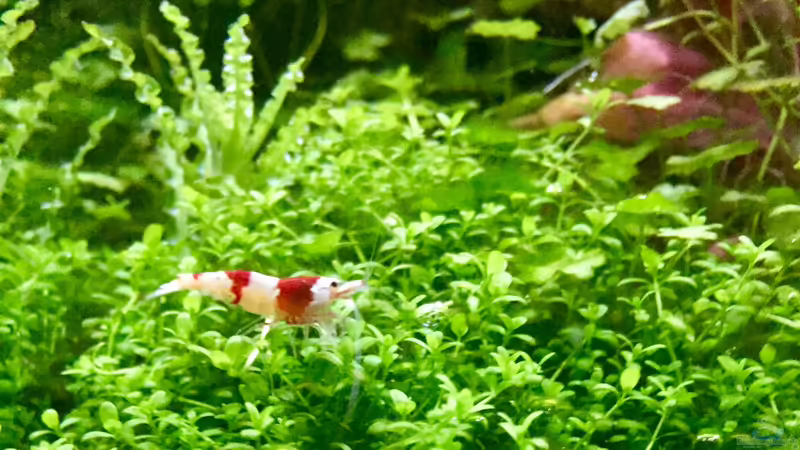 Besatz im Aquarium Cube60 von Tom81 (34)