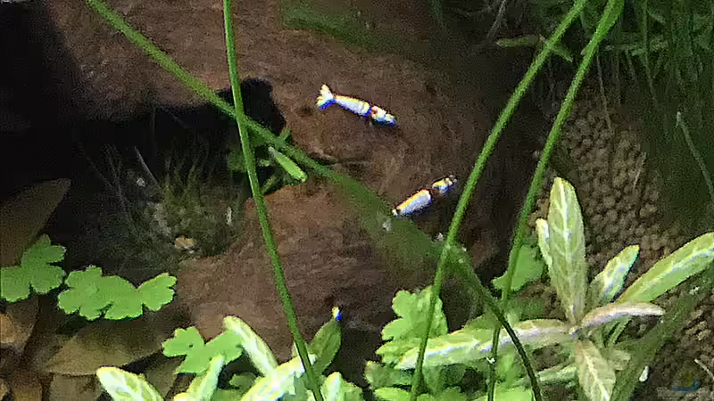 Besatz im Aquarium Cube60 von Tom81 (35)