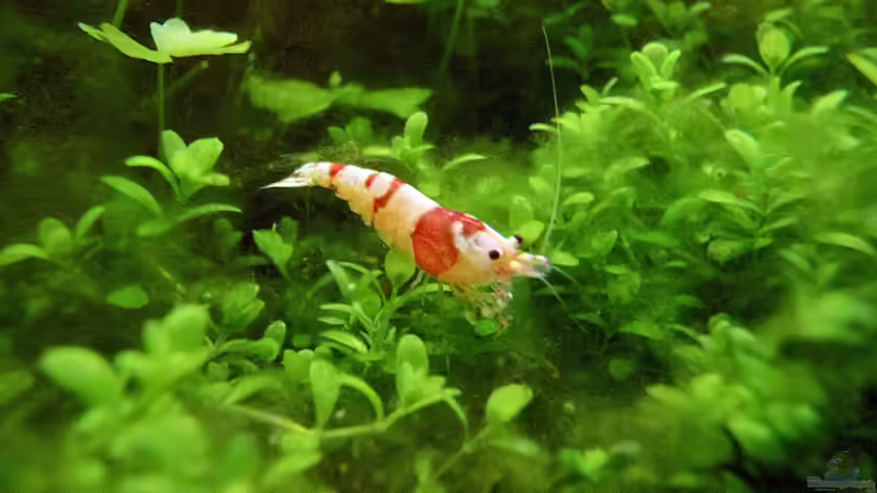 Besatz im Aquarium Cube60 von Tom81 (36)