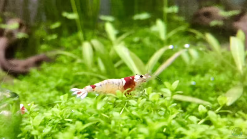 Besatz im Aquarium Cube60 von Tom81 (37)