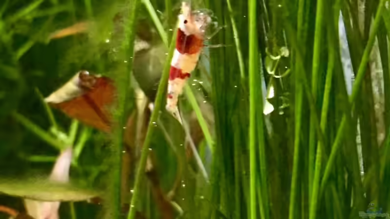 Besatz im Aquarium Cube60 von Tom81 (38)