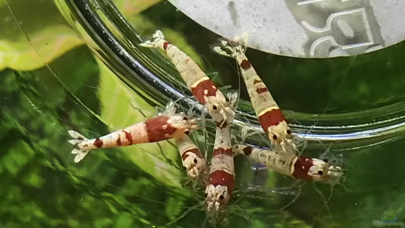 Besatz im Aquarium Cube60 von Tom81 (39)