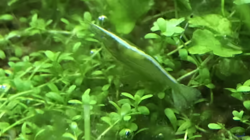 Besatz im Aquarium Cube60 von Tom81 (40)