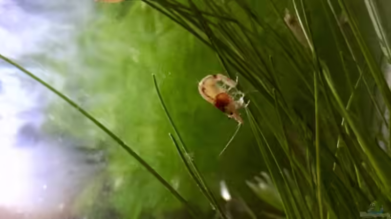 Besatz im Aquarium Cube60 von Tom81 (41)