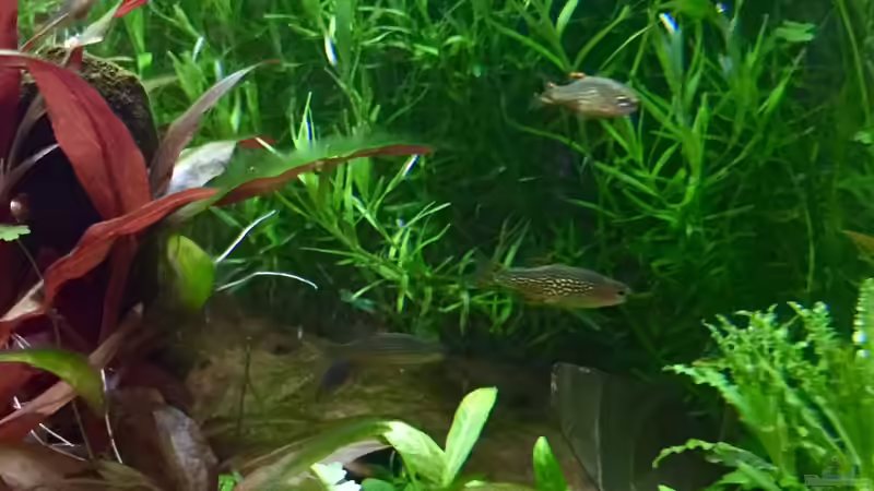 Besatz im Aquarium Cube60 von Tom81 (43)