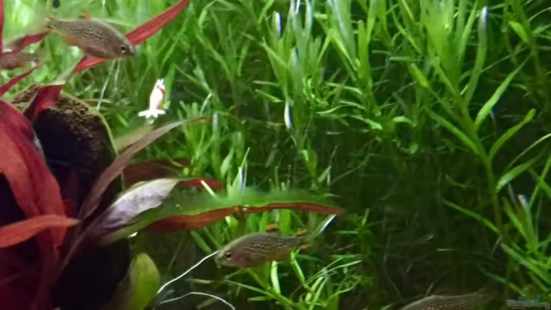 Besatz im Aquarium Cube60 von Tom81 (44)