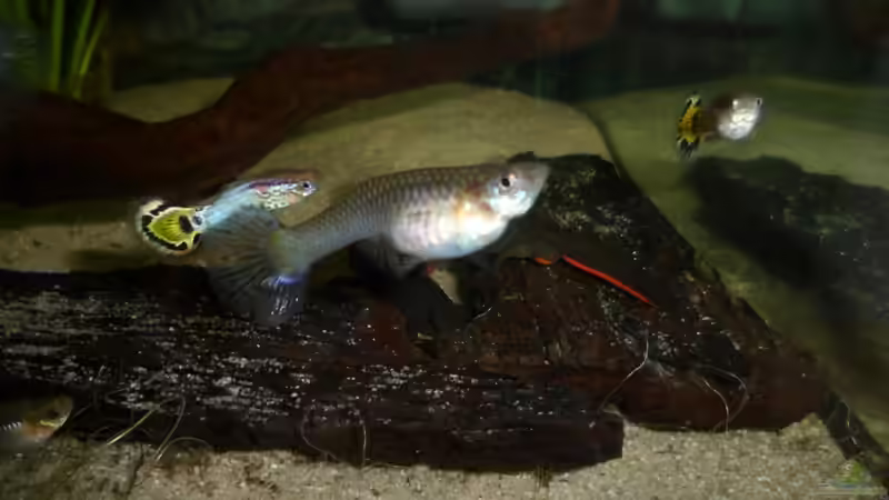 Besatz im Aquarium Cynops orientalis von Sascha G. (4)