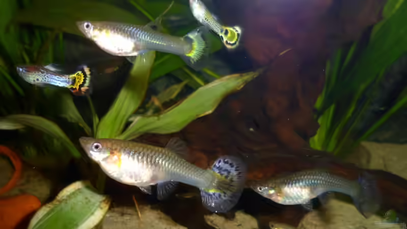 Besatz im Aquarium Cynops orientalis von Sascha G. (5)