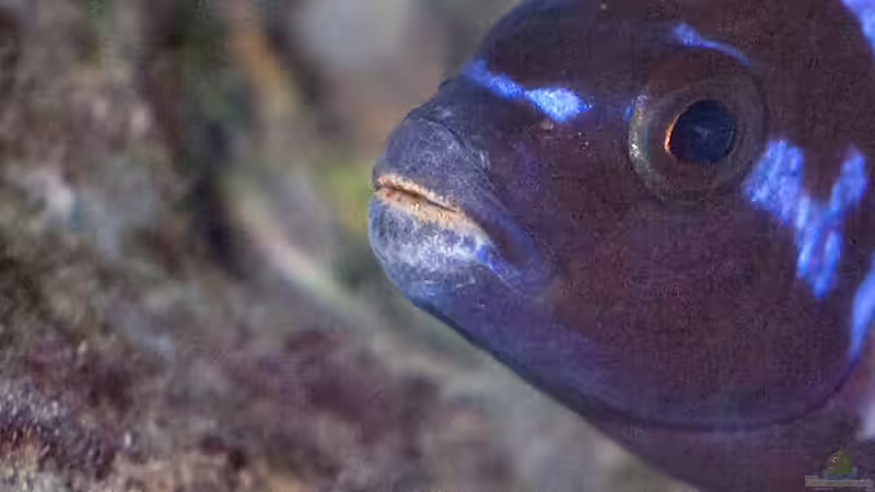 Besatz im Aquarium D-$To®M ( My First ) Nur noch als Beispiel von Erik H. (31)