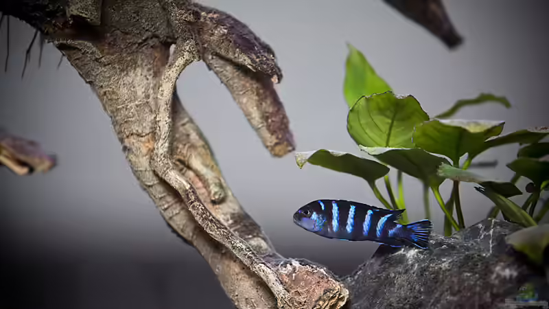 Besatz im Aquarium D-$To®M ( My First ) Nur noch als Beispiel von Erik H. (33)