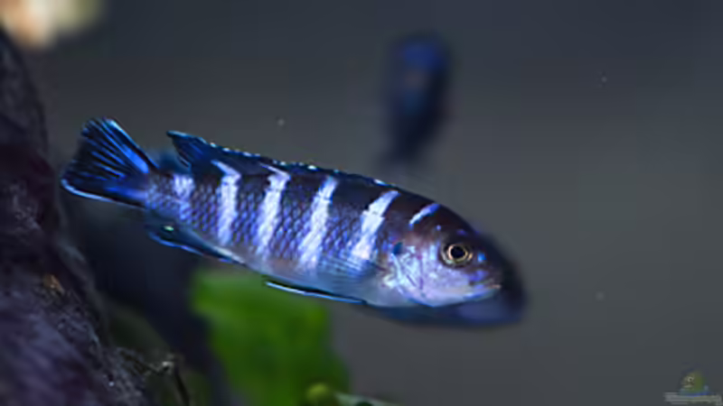 Besatz im Aquarium D-$To®M ( My First ) Nur noch als Beispiel von Erik H. (34)