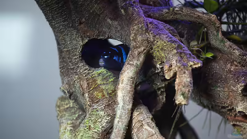 Besatz im Aquarium D-$To®M ( My First ) Nur noch als Beispiel von Erik H. (35)