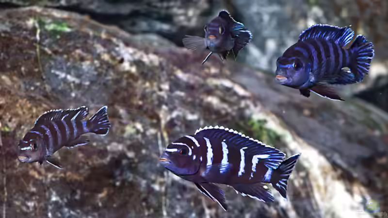 Besatz im Aquarium D-$To®M ( My First ) Nur noch als Beispiel von Erik H. (36)