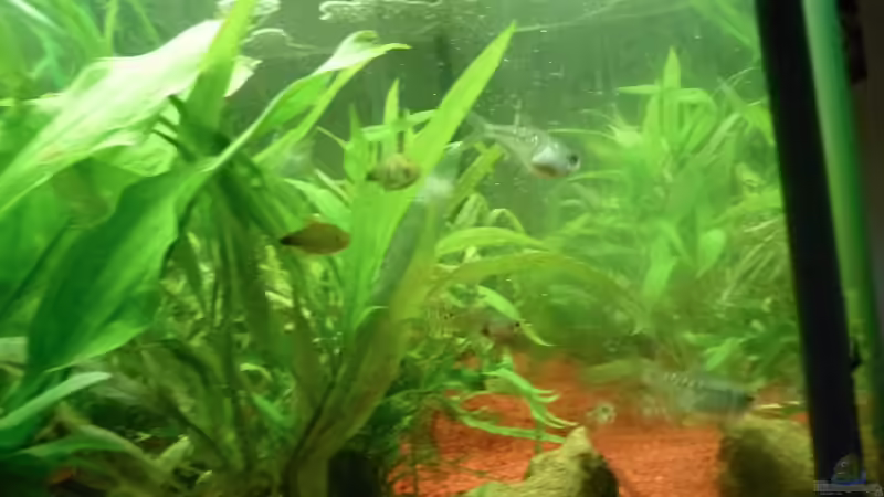 Besatz im Aquarium Dannys Aquarium von Danny Müller (10)
