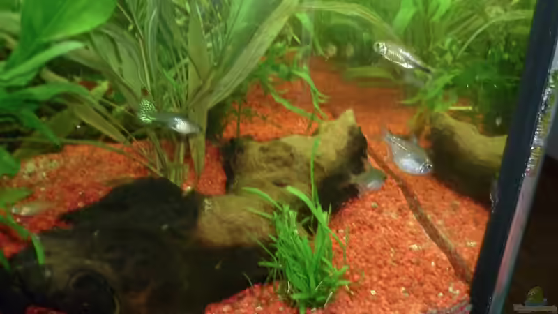 Besatz im Aquarium Dannys Aquarium von Danny Müller (9)