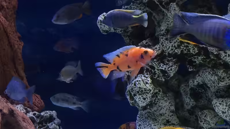 Besatz im Aquarium DARIUS von Garbas Darius (15)