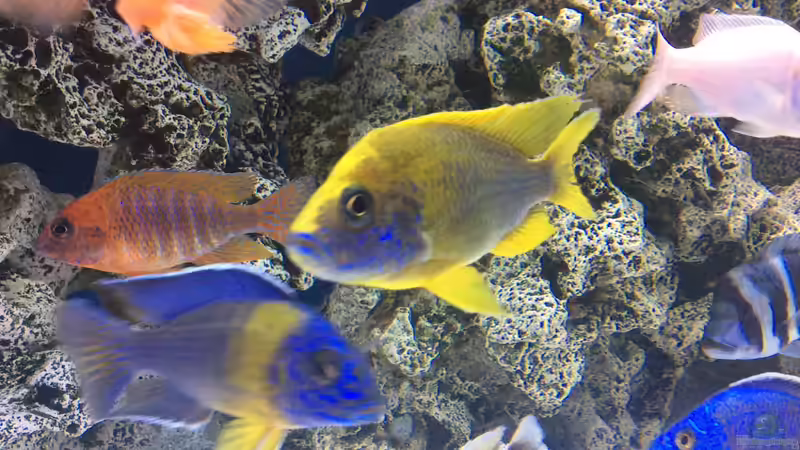 Besatz im Aquarium DARIUS von Garbas Darius (16)