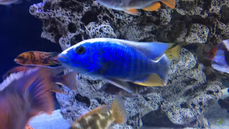 Besatz im Aquarium DARIUS von Garbas Darius (17)