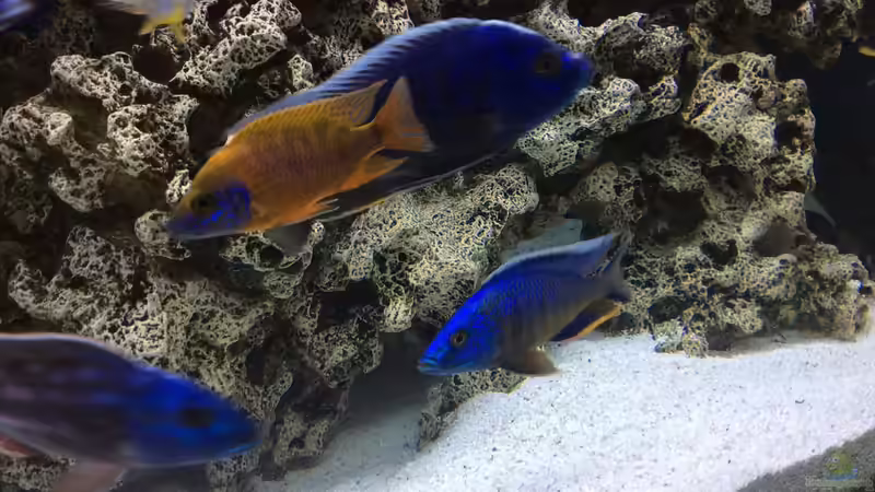 Besatz im Aquarium DARIUS von Garbas Darius (18)