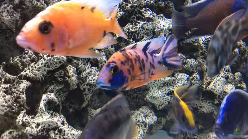 Besatz im Aquarium DARIUS von Garbas Darius (19)