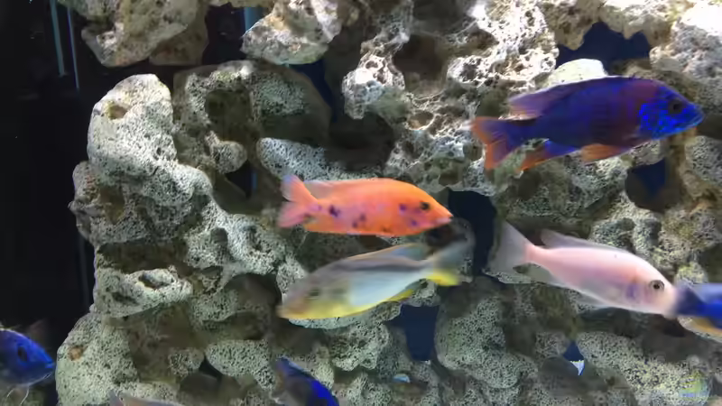 Besatz im Aquarium DARIUS von Garbas Darius (20)