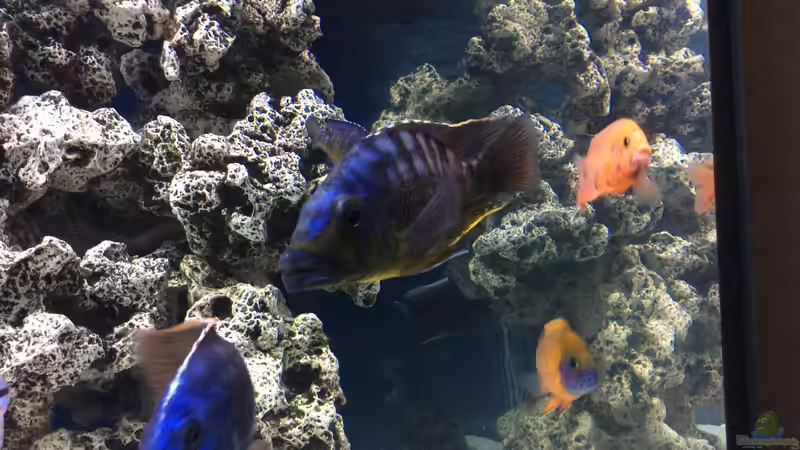 Besatz im Aquarium DARIUS von Garbas Darius (21)