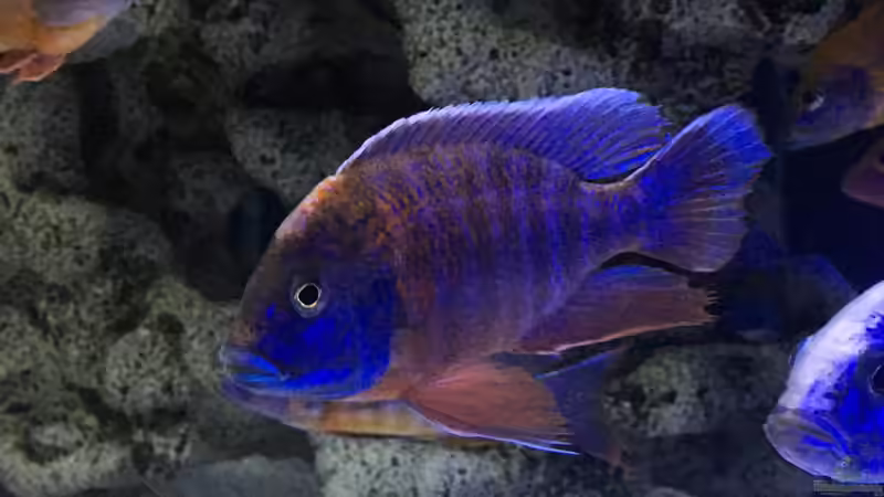 Besatz im Aquarium DARIUS von Garbas Darius (23)