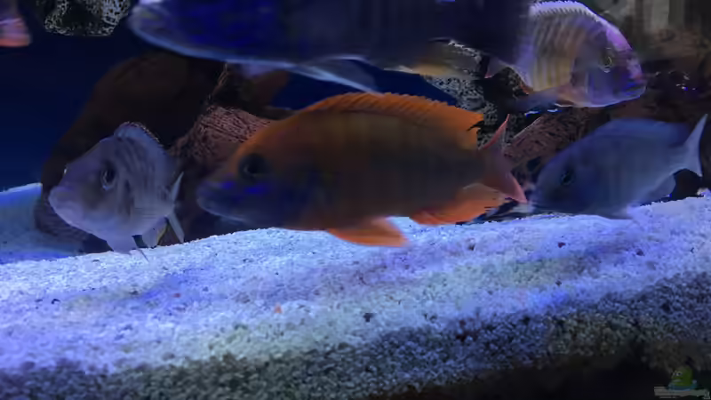 Besatz im Aquarium DARIUS von Garbas Darius (24)