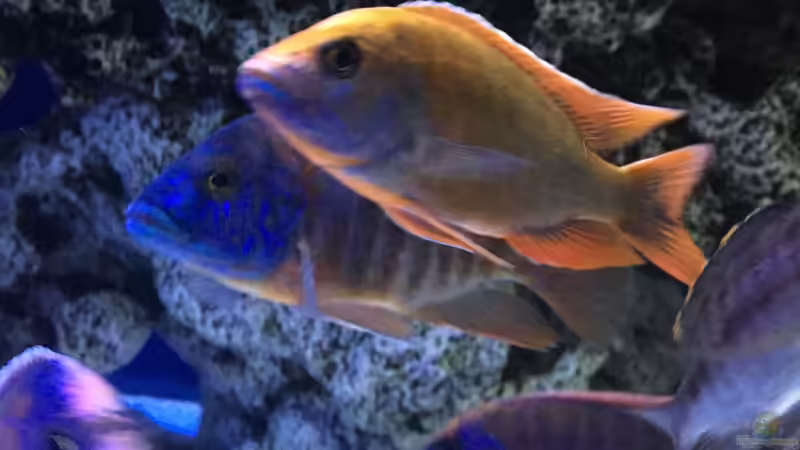 Besatz im Aquarium DARIUS von Garbas Darius (25)