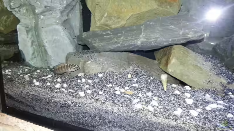 Besatz im Aquarium Dark Cave of Masala Island von Julien Preuß (12)