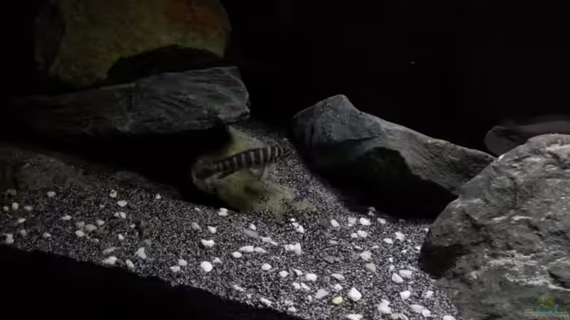 Besatz im Aquarium Dark Cave of Masala Island von Julien Preuß (16)